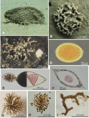  Xenophyophores: Foraminifera-Like Protists： 一次關於深海謎團的探索