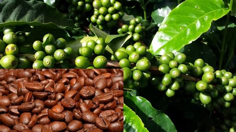  「Coffee: A Comprehensive Guide to Its Cultivation」：苦香交織的咖啡種植藝術