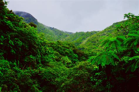  《The Emerald Rainforest》:  一個關於生物多樣性與生態危機的奇幻旅程